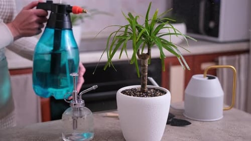 Woman Watering Replanted Dracaena House Plant at Home