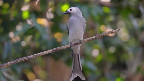 Elegant Ashy Drongo (Dicrurus Leucophaeus) Perches on a Branch Its