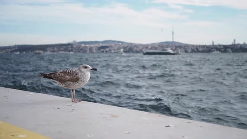 Black Headed Gull in Istanbul Turkey Winter Bird