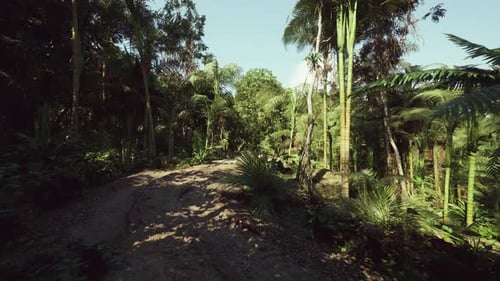 Dappled Sunlight Filters Through Lush Tropical Forest Pathway Experience