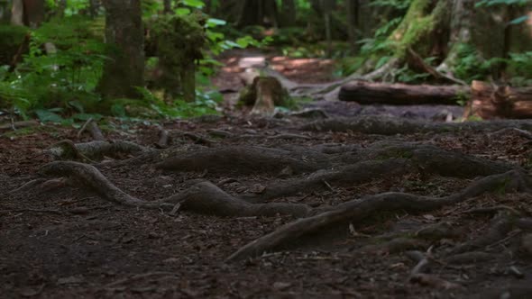 Tree roots along a hiking trail sticking out of the ground - tripping ...