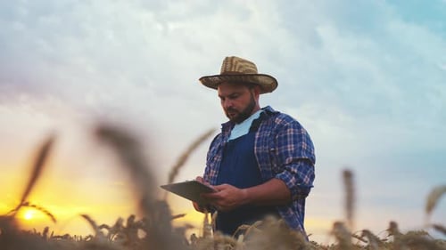 Man Botanist with Tablet Works in Field Farmer Agronomist in Hat Looking at Tractor Checks Ripe
