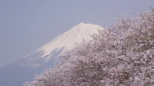 Stunning reveal shot of Mt. Fuji and Sakura trees in Spring
