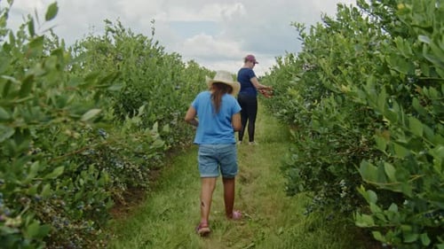 Mother and Daughter Picking Blueberries on a Farm in Summer