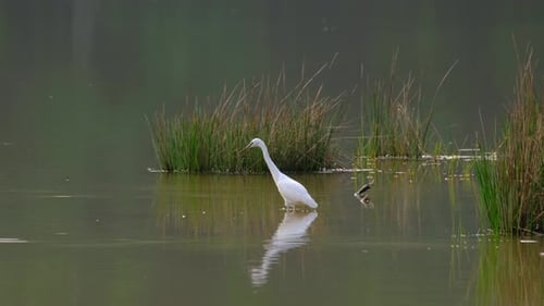 Seidenreiher, Egretta garzetta, Thailand; watend und nach links schauend, dabei auf die Bewegung achtsam