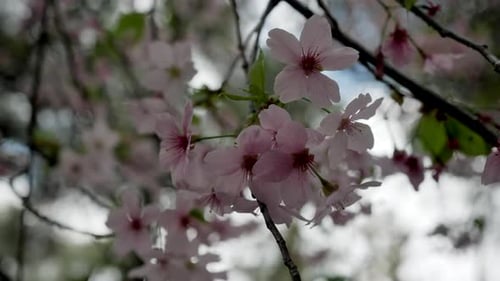 Pink cherry blossom flowers bloom in glendale California park springtime