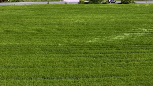 Aerial drone footage of a lush green grass field in Denmark, showing wind-blown patterns and subtle