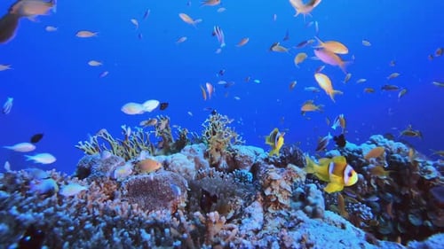 Coral Reef Fish Underwater Clownfish