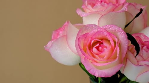 Zarte rosa Rose auf Vase auf beigem Hintergrund