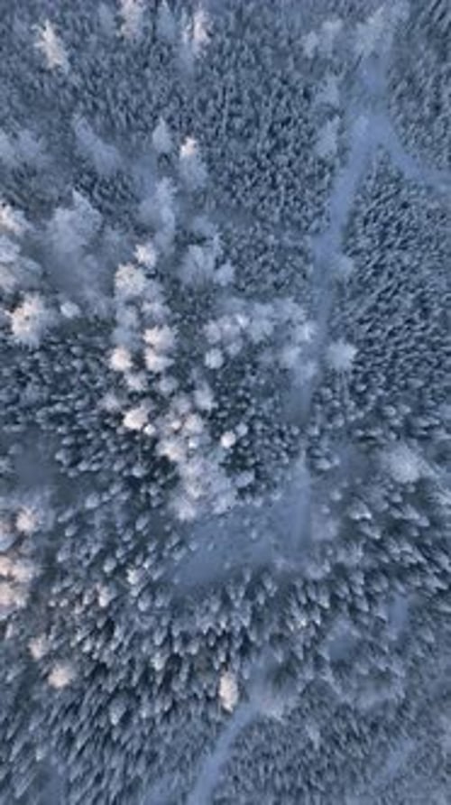Top View of Amazing Snowy Frozen Forest Landscape in Winter