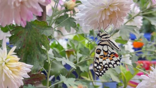Butterfly Resting on Delicate White Flower