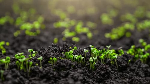 Fresh Green Plants Growth In Time Lapse Sprouts Germination From Seeds In Soil Beautiful Agriculture