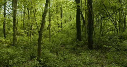 Slow Pan d'une belle forêt verdoyante