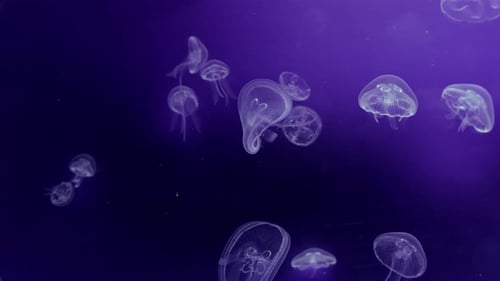 Ätherischer Quallen-Hintergrund Zarte Medusen treiben rhythmisch pulsierend durchs Aquarienwasser
