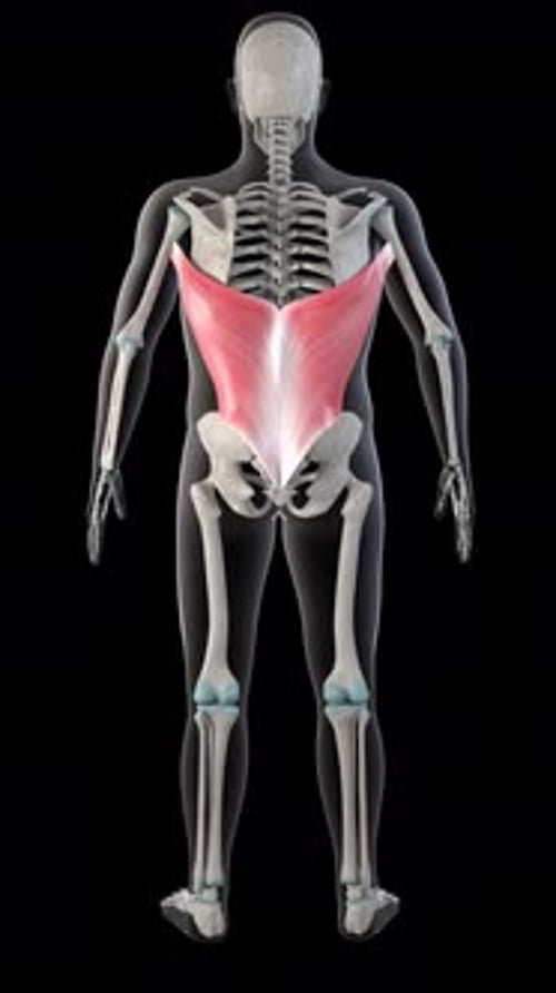 Latissimus Dorsi Muscles On Whole Human Body Vertical Video