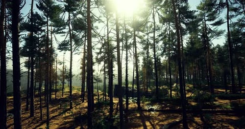 Sunlight Filters Through Tall Trees in a Tranquil Forest Landscape
