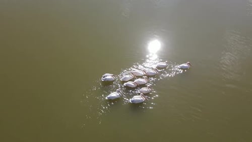 Great White Pelican