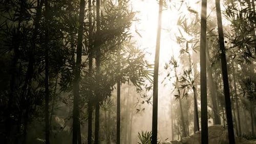 Sunlight Filtering Through Bamboo Forest in the Early Morning Mist