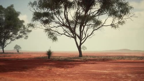 Vast Australian Outback Landscape with Eucalyptus Trees