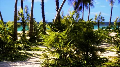 Smooth Dolly Camera Movement on Tropical Island Beach Path
