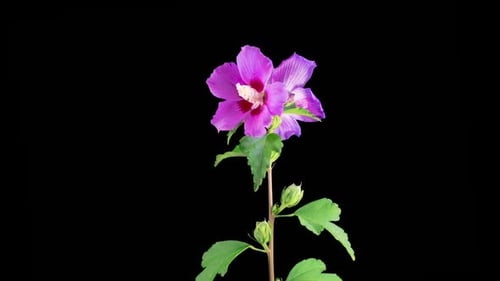 Purple Hibiscus Flower Blooming Timelapse