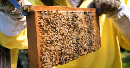 The beekeeper looks after bees, honeycombs, a lot of honey, in a protective beekeeper's beast. Con
