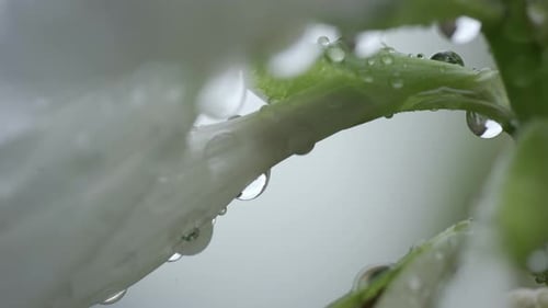 Close up shot of water droplets on white blooming flowers