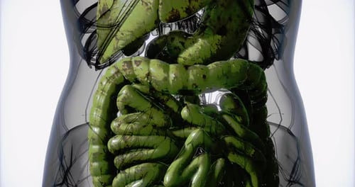 Detailansicht der inneren Organe mit Schwerpunkt auf der Anatomie des Verdauungssystems