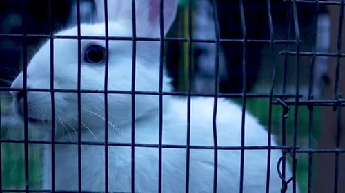 White Rabbit Enclosed in Cage, Close Up Shot