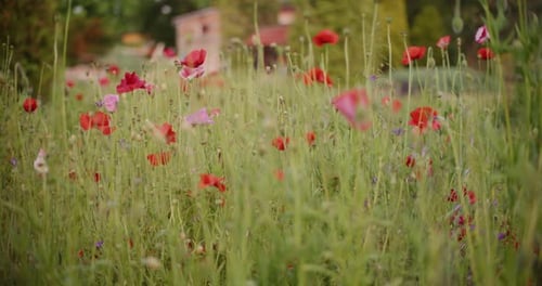 A Flower Meadow Full of Red Blooming Poppies