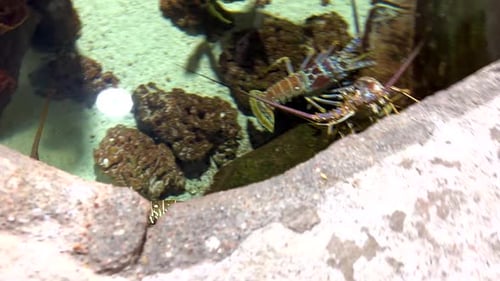 Small Zoo's Vibrant Display of Intriguing Lobsters