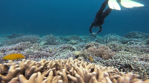A free diver swimming over a vibrant coral reef.