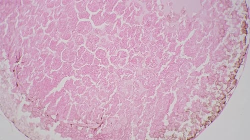 Simplecell of Egg of Frog gefilmt unter dem Mikroskop statisch mit 100-facher Vergrößerung auf hellem Feld