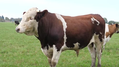 33. Cows graze in the pasture. Agriculture. Cattle breeding.
