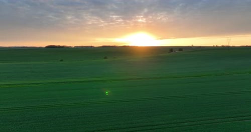 Vibrant Green Field at Sunrise or Sunset