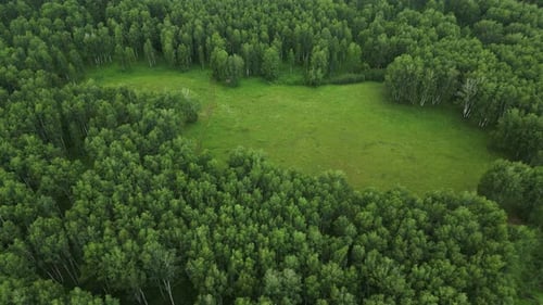 Verdant Forest Encircling Green Meadow Revealing Lush Landscape Through Aerial View Capturing