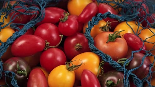 Colorful Ripe Tomatoes in a Net Bag