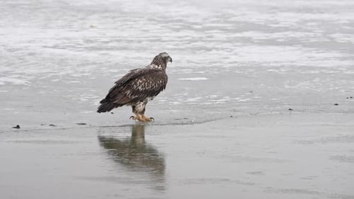 Juvenile Bald Eagle walking on ice of Utah Lake