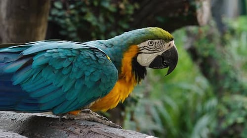 blau-gelber Ara (Ara ararauna), auch bekannt als der blau-goldene Ara auf einem Holzast