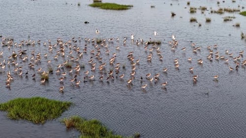 Aerial footage of sandpipers in group feeding on marsh
