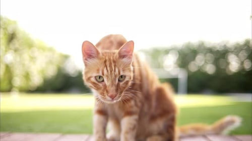Red cat outside near a pool in Cyprus