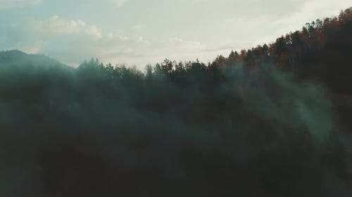 Misty Morning in the Forest Reveals Lush Trees and Serene Landscape