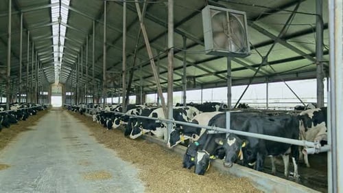 Cows Eating Feed in Open Farm Building