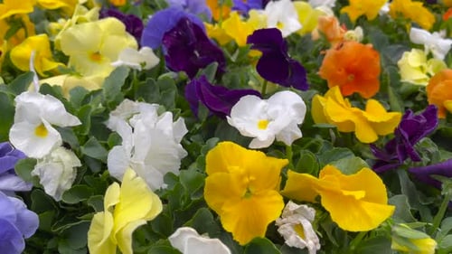 Colorful mixed pansies in a summer garden beautify the landscape