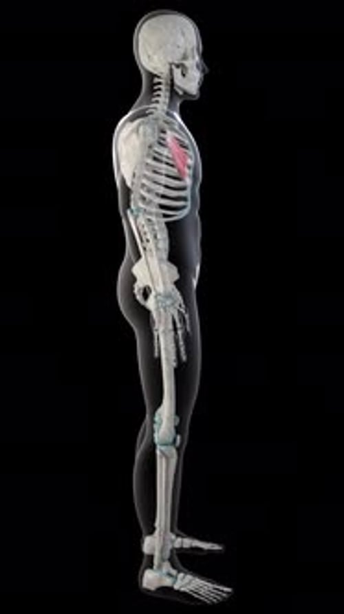 Human Skeleton and Pectoralis Minor Muscle 3D Medical Animation