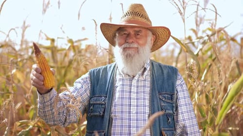 Senior Farmer Holding Corn in Cornfield