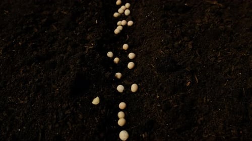 Soil and Seeds to Sow Peas