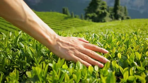 Tea Leaves