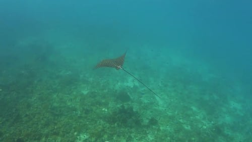 Spotted Eagle Ray flaps wings flies over shallow sandy near coral reef