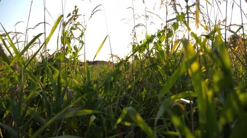 Beautiful Nature Scene of Green Meadow with Wild Vegetation Bright Sunlight Illuminating Lawn at